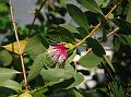 Apple Mangrove